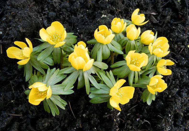 Fresh Winterling Flower Seeds for Planting – Heirloom, Non-GMO, High Germination Organic Garden Seeds