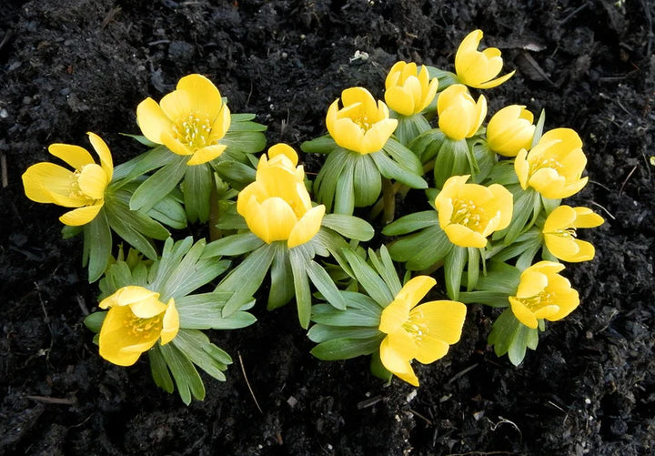 Fresh Winterling Flower Seeds for Planting – Heirloom, Non-GMO, High Germination Organic Garden Seeds