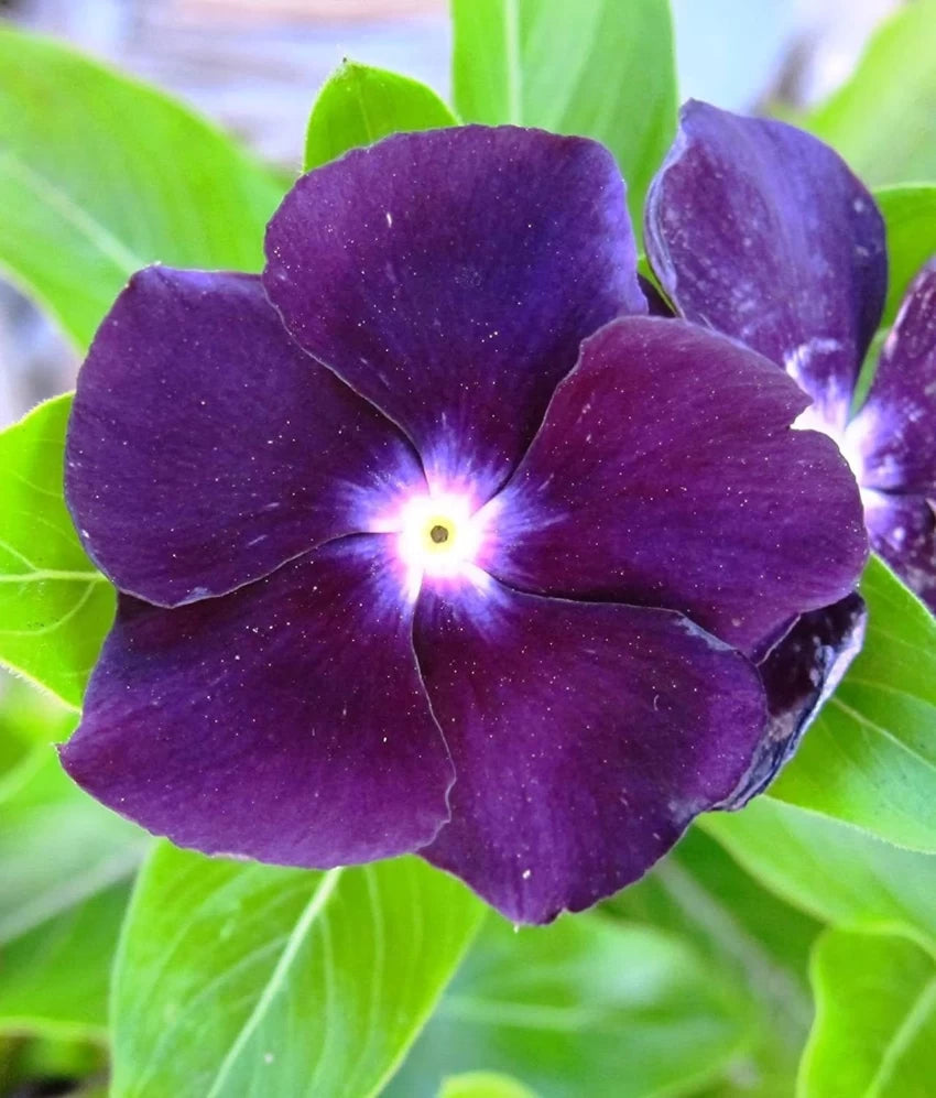 periwinkle plant seeds Purple Periwinkle Flower Seeds – Heirloom Non-GMO Vinca Blooms for Low –  Neeraseeds