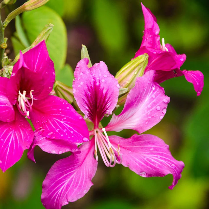 Bauhinia Flower Seeds for Planting, Heirloom, Non-GMHeirloom Bauhinia Flower Seeds, Non-GMO Orchid Tree Blooms for Tropical Garden PlantingO, 100 pcs