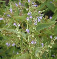 Skullcap Seeds (Scutellaria lateriflora) for Planting – Heirloom, Non-GMO Medicinal Herb for Calming & Wellness Gardens