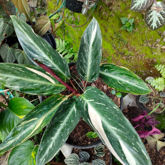 magicstar calathea Calathea Magicstar Plant Seeds for Planting, Heirloom, Non-GMO Seeds