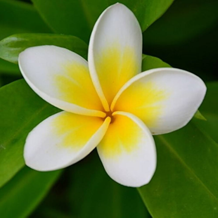 Yellow White Frangipani Flower Seeds – Heirloom, Non-GMO Tropical Seeds for Planting