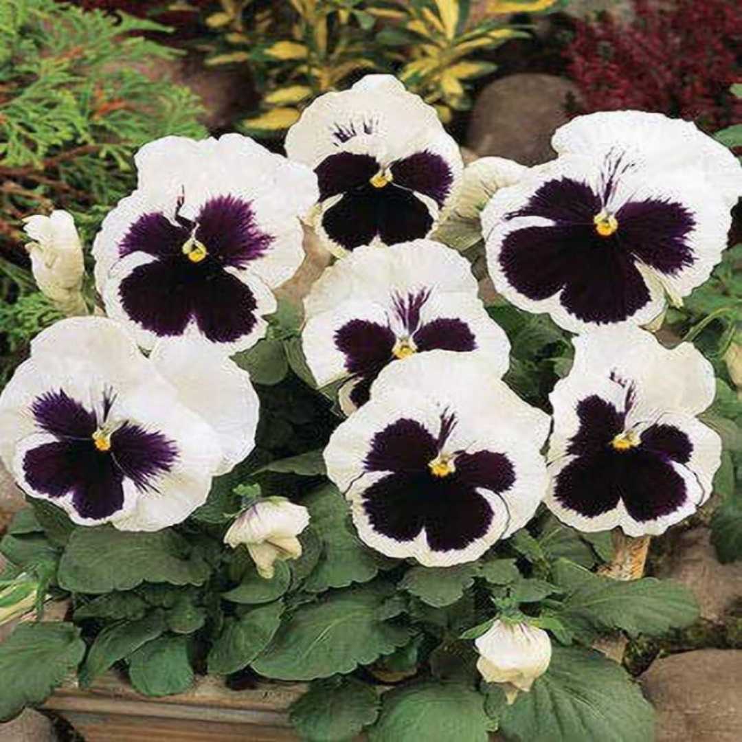 black and white flower seeds White Black Pansy Seeds for Planting