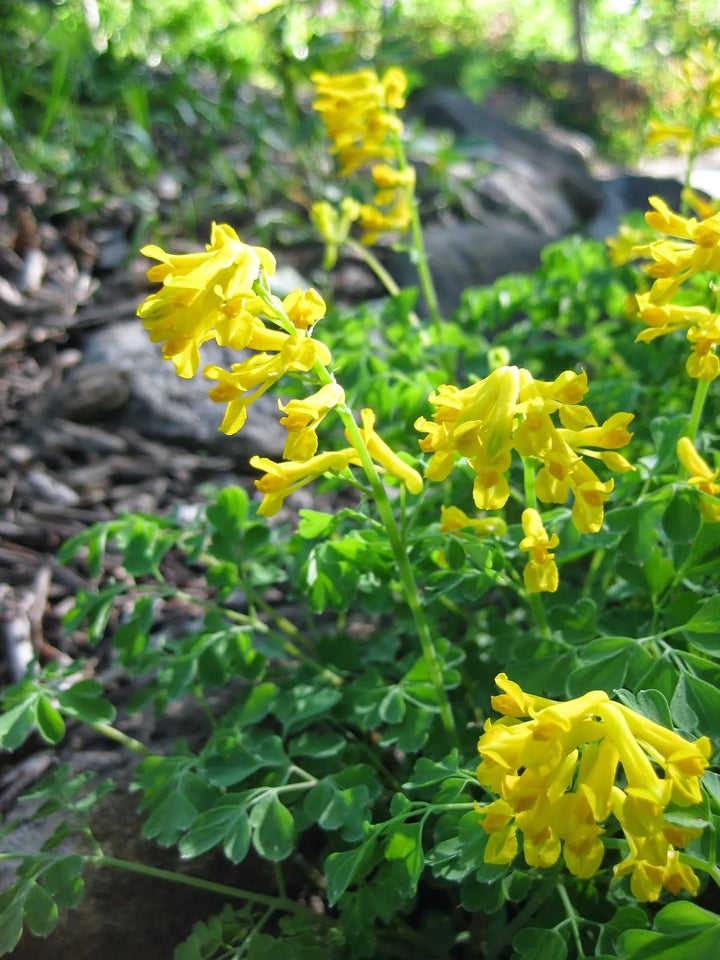 Yellow Corydalis Manchu Flower Seeds – Heirloom Non-GMO Seeds for Planting – High Germination Organic Garden Seeds