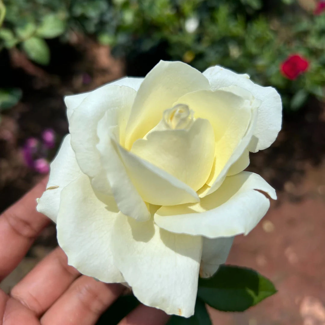 White Rose Heirloom Non-GMO Seeds for Planting – Organic Garden Seeds with High Germination