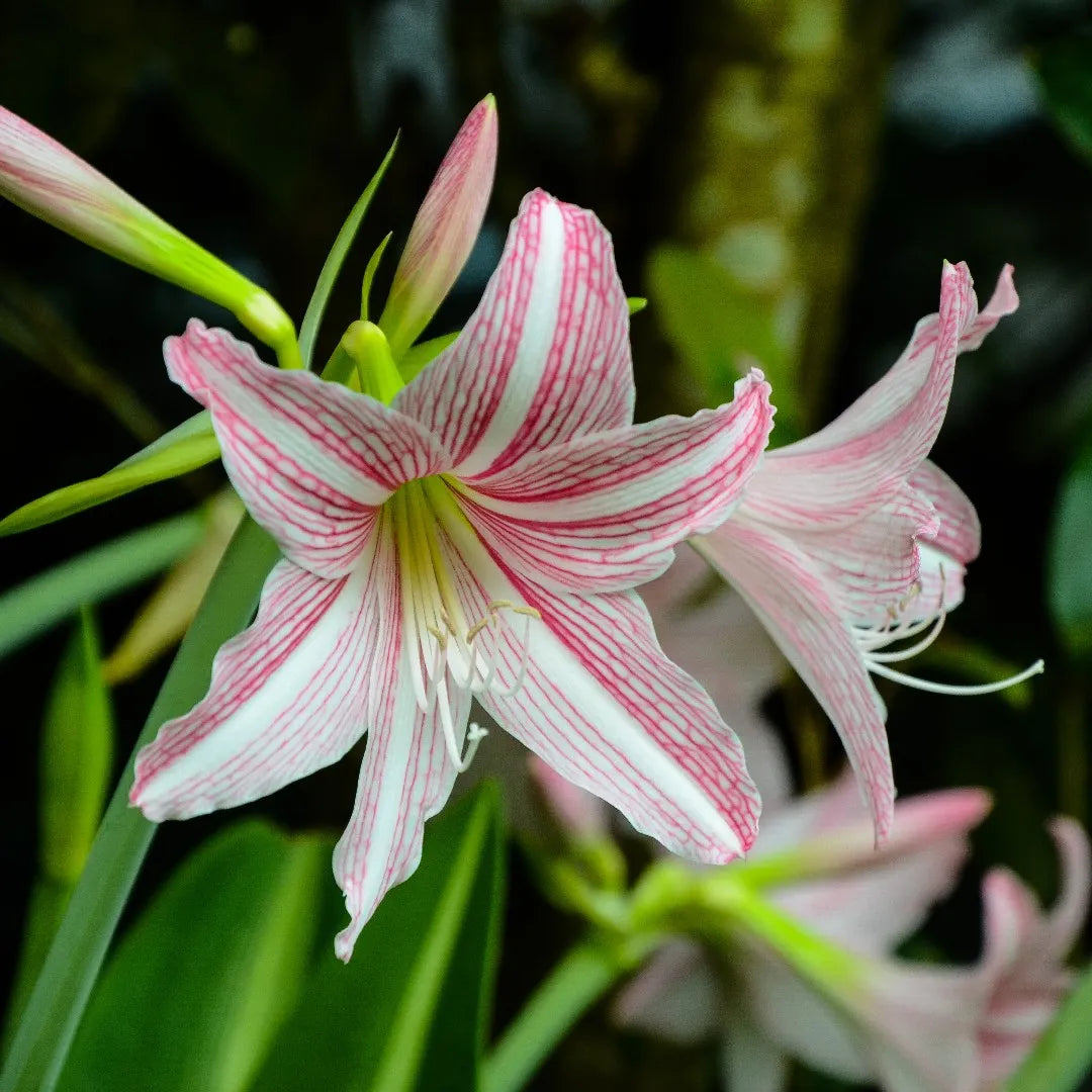 Heirloom Non-GMO Pink Hippeastrum Rutilum Flower Seeds for Garden Planting  – Exotic Amaryllis Blooms