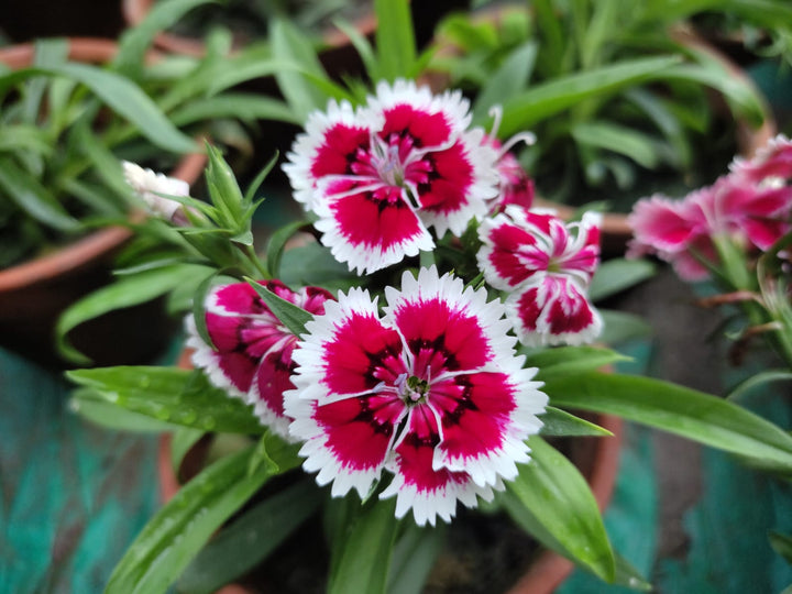 White Red Dianthus Flower Seeds – Heirloom, Non-GMO Seeds for Planting Bright Garden Blooms