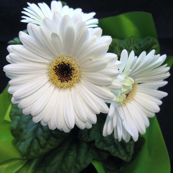 White Gerbera Flower Seeds for Planting – Heirloom Non-GMO | High Germination Organic Garden Seeds