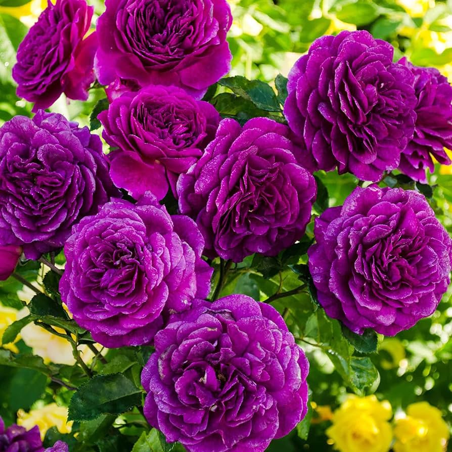 Pink Purple Climbing Rose Plant Seeds for Planting Non-GMO Heirloom Garden Seeds for Home and Outdoor Growing