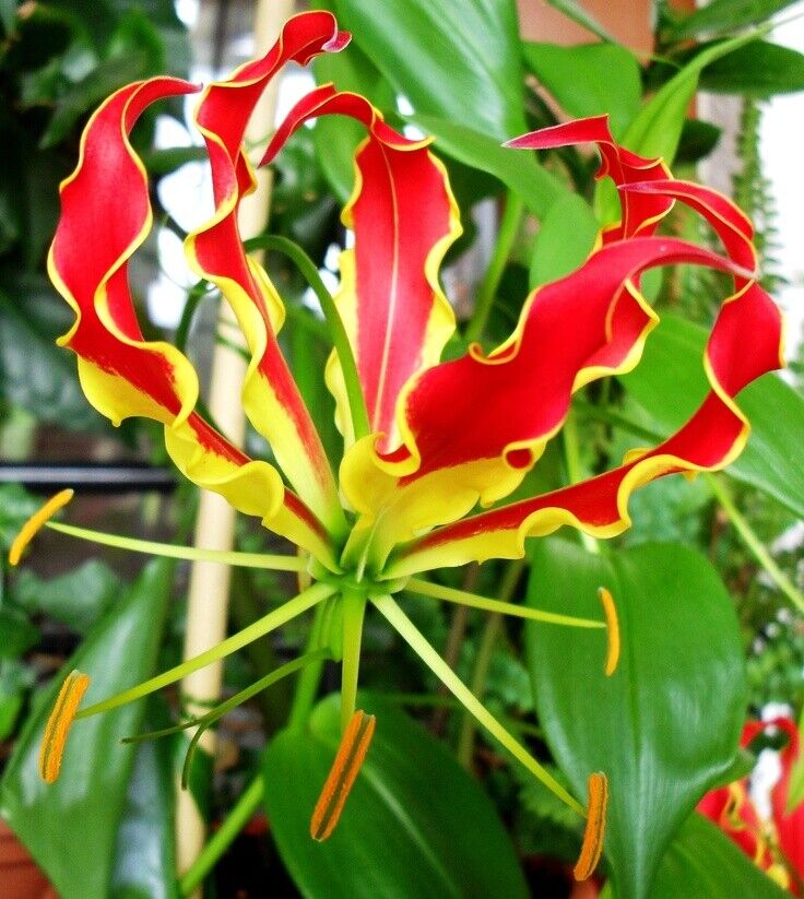 Gloriosa Flower Seeds for Planting – Heirloom, Non-GMO, High Germination Exotic Garden Seeds
