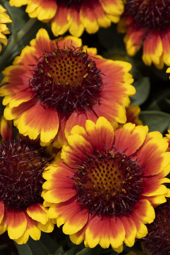 Yellow Red Danova Copper Flower Seeds for Planting – Heirloom, Non-GMO, High Germination, Organic Garden Seeds