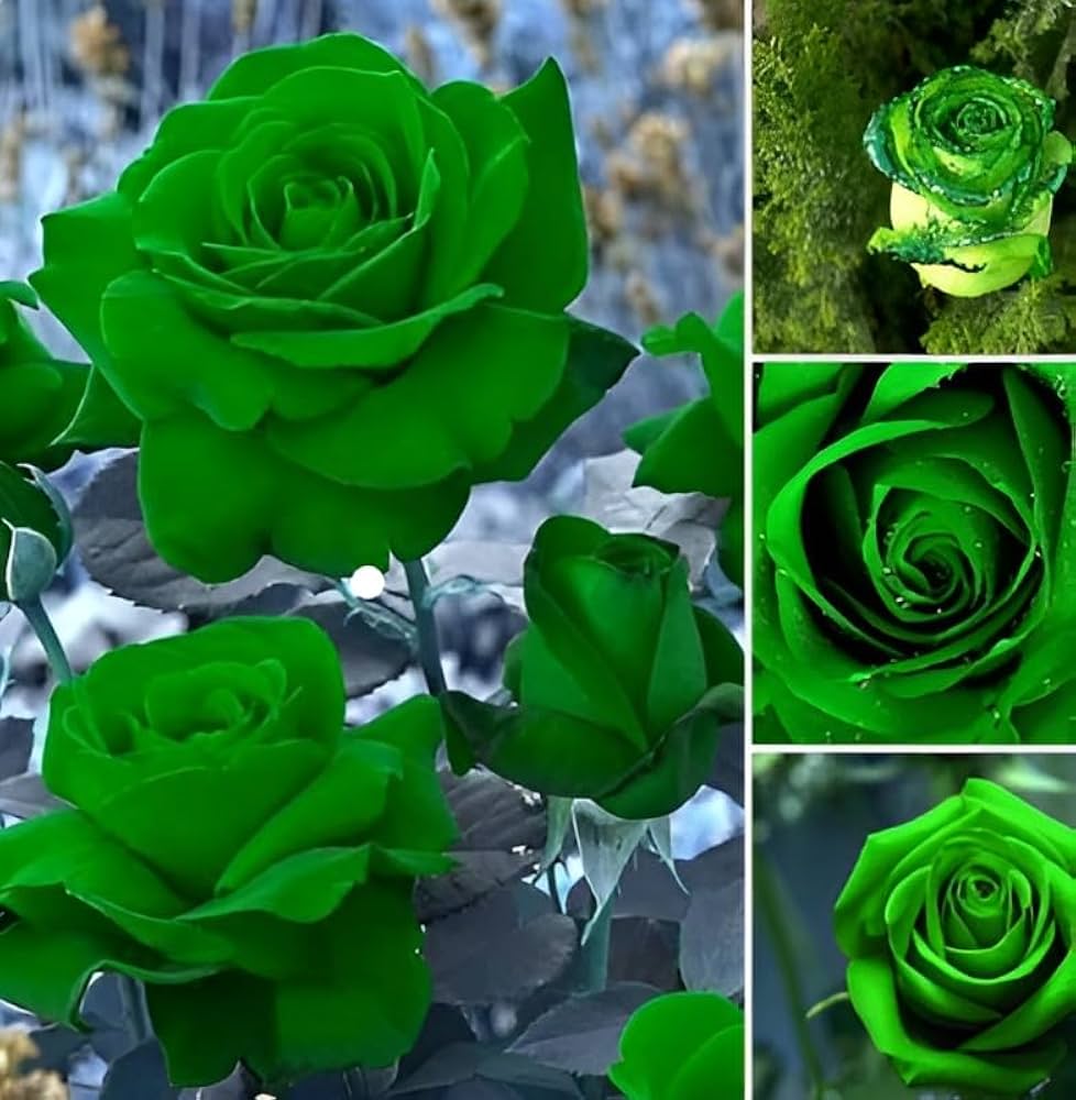 Green Dragon Rose Plant Seeds for Planting – Heirloom & Non-GMO Organic Garden Seeds