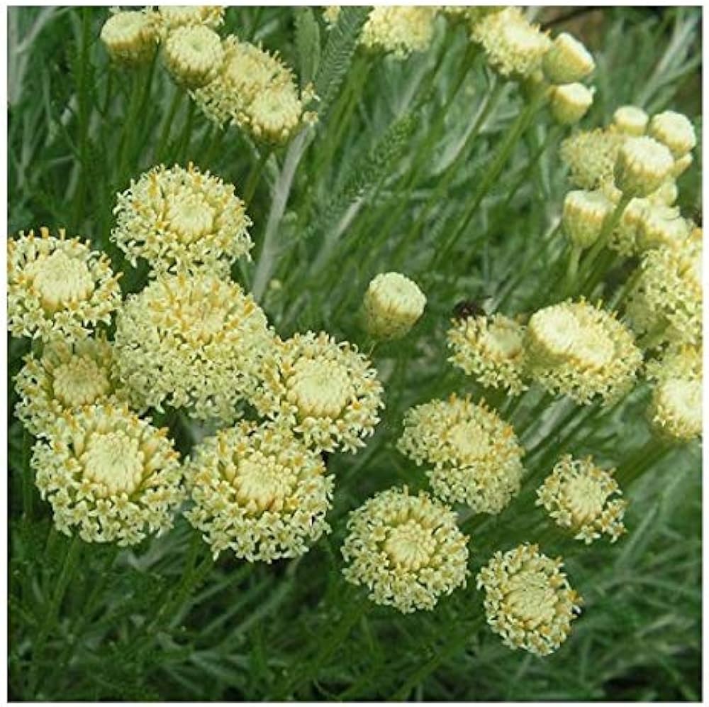 cotton lavender seeds Santolina Etrusca Flower Seeds – Heirloom, Non-GMO, Aromatic Silver Fo –  Neeraseeds