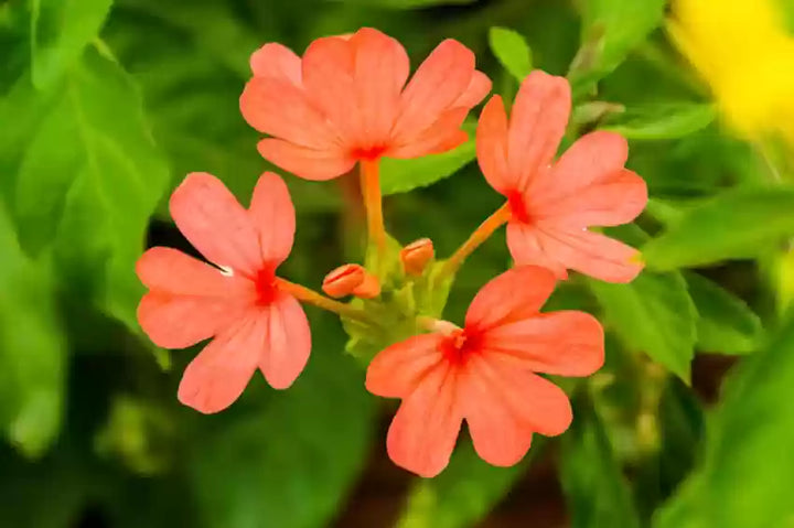 Crossandra Semi Flower Seeds for Planting – Vibrant, Non-GMO, Heat-Tolerant Blooms for Gardens & Pots