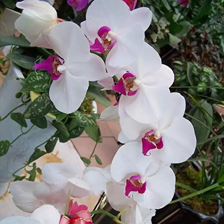 Butterfly Orchid Seeds for Planting – Heirloom, Non-GMO, High Germination Organic Garden Seeds