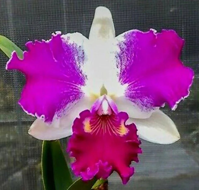 Cattleya Flower Seeds for Planting – Heirloom, Non-GMO Seeds for Exotic Orchid Blooms