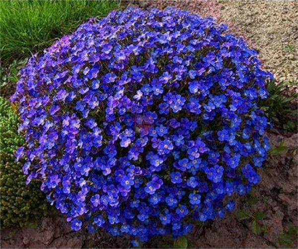 Blue Creeping Thyme Flower Seeds for Planting – Heirloom Non-GMO Seeds with High Germination for Organic Garden Ground Cover