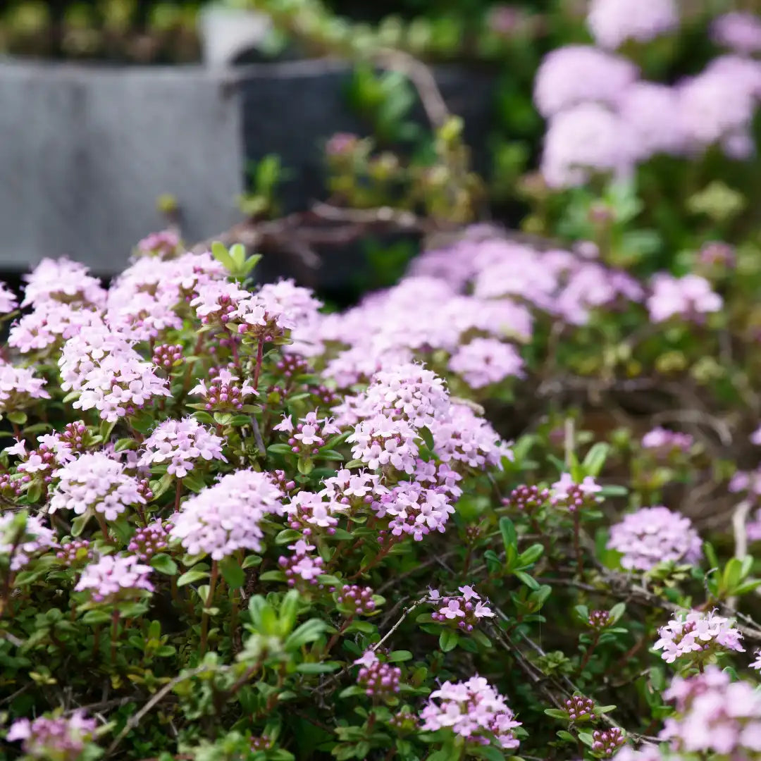 Heirloom Non-GMO Pink Creeping Thyme Plant Seeds – Fragrant Ground Cover for Garden