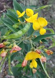Yellow Cajanus Flower Seeds for Planting – Heirloom Non-GMO Organic Garden Seeds with High Germination for Bright Blooms