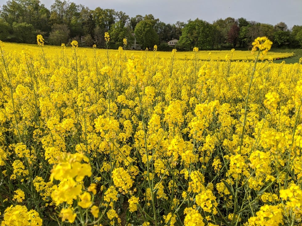Rapeseed Flower Seeds for Planting – Heirloom, Non-GMO, High Germination Organic Garden Seeds