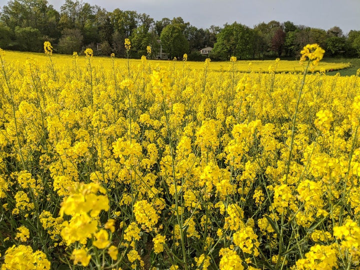 Rapeseed Flower Seeds for Planting – Heirloom, Non-GMO, High Germination Organic Garden Seeds