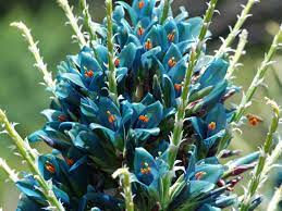 Blue Puya Venusta Flower Seeds for Planting – Heirloom, Non-GMO, High Germination Exotic Garden Blooms