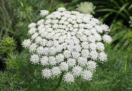 White Bishops Flower Seeds for Planting – Heirloom, Non-GMO, High Germination, Organic Garden Seeds