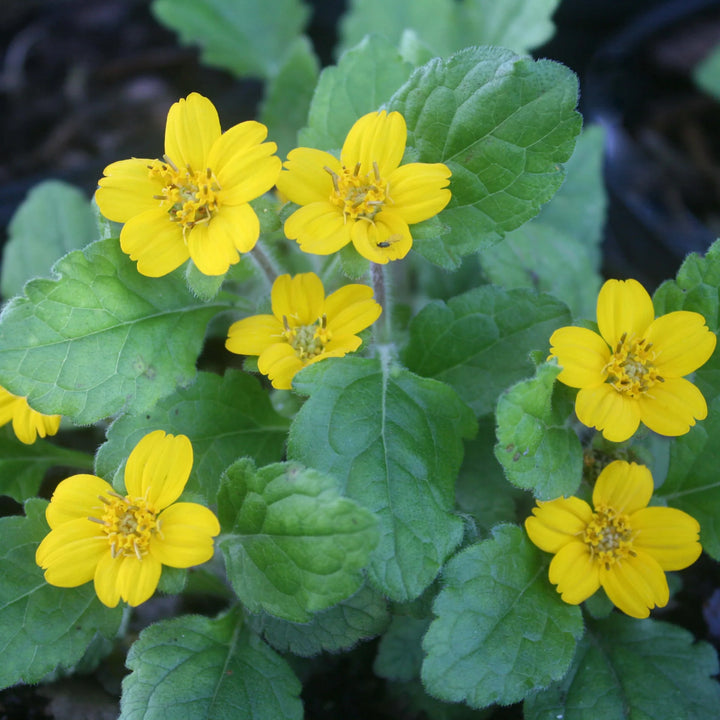 Chrysogonum Virginianum Flower Seeds for planting – Heirloom, Non-GMO, Easy to Grow Perennial Seeds
