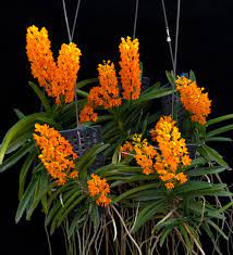 Orange Ascocentrum Flower Seeds for Planting – Heirloom, Non-GMO, High Germination Organic Garden Seeds