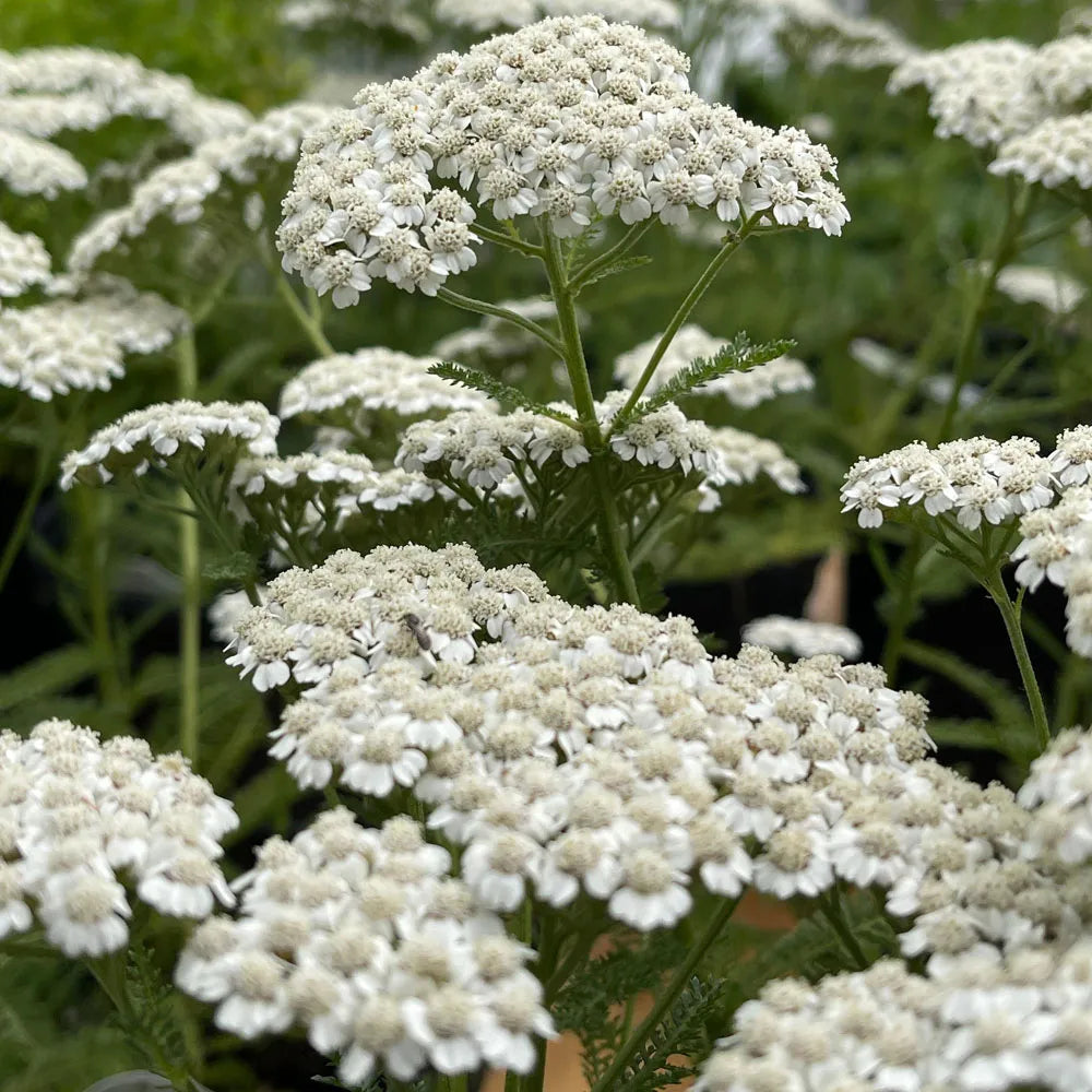 Achillea White Flower Seeds for Planting – Organic, Heirloom, Non-GMO Seeds