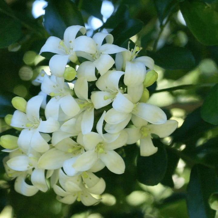 White Murraya Paniculata Seeds – Heirloom, Non-GMO Flower Seeds for Planting Fragrant Blooms