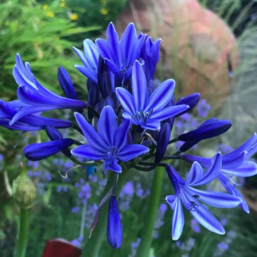 Blue Agapanthus Seeds for Planting – Heirloom, Non-GMO, High Germination Organic Garden Seeds