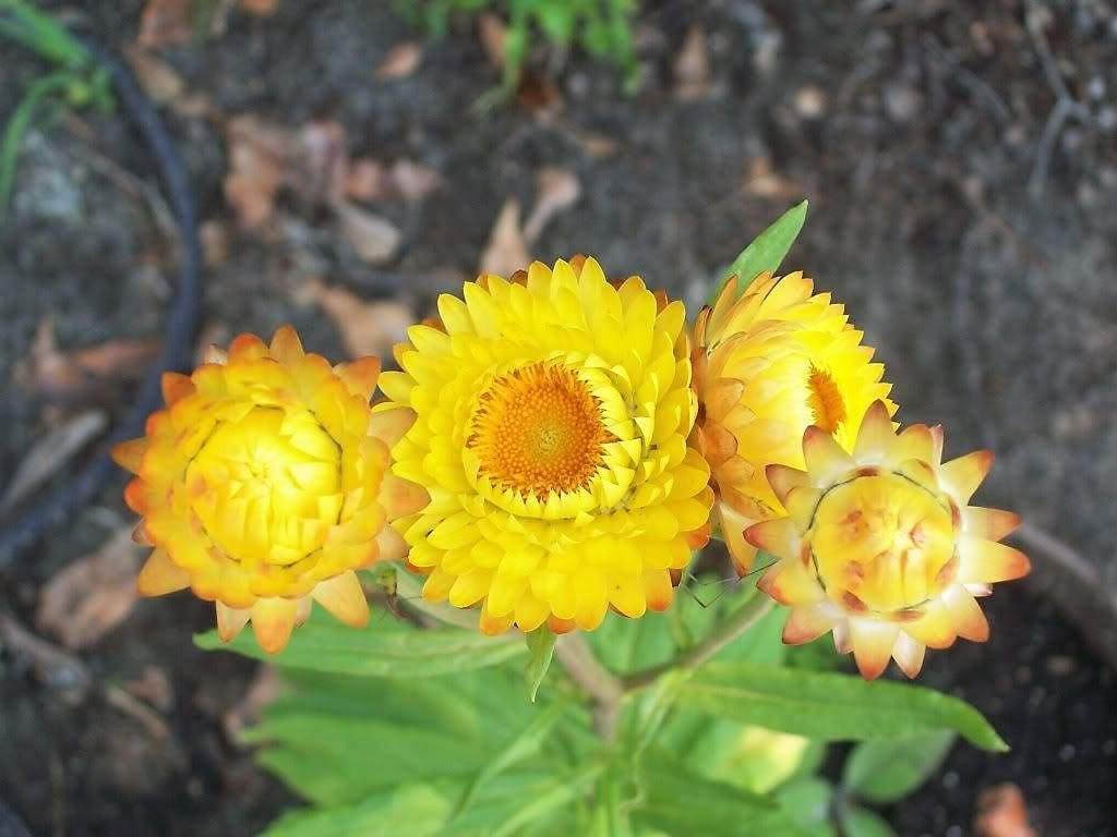 Yellow Strawflower Seeds for Planting – Heirloom, Non-GMO, High Germination Organic Garden Seeds