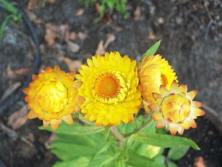 Yellow Strawflower Seeds for Planting – Heirloom, Non-GMO, High Germination Organic Garden Seeds