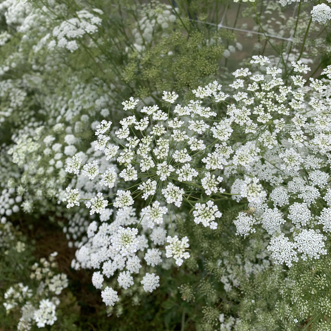 Ammi Majus Seeds for Planting – Organic, Heirloom, Non-GMO Flower Seeds