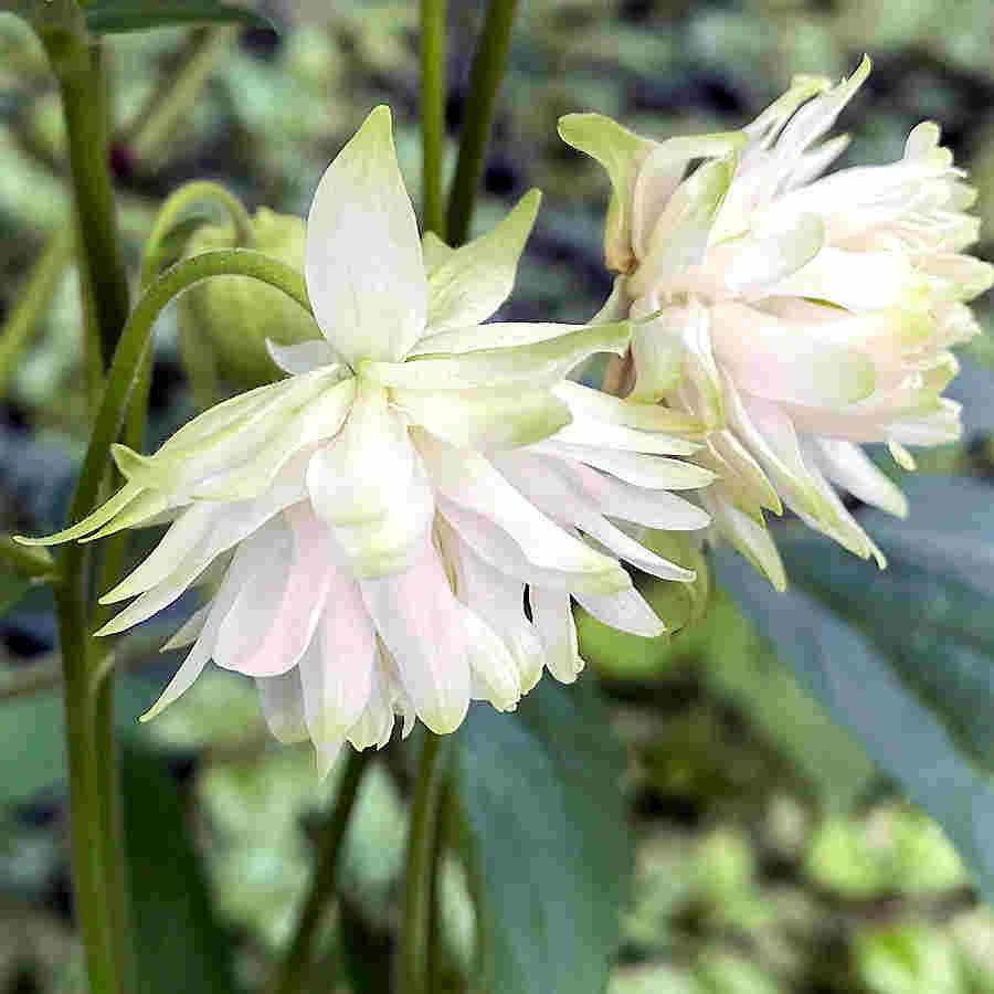 Aquilegia Lace Flower Seeds for Planting – Heirloom, Non-GMO, High Germination Organic Garden Seeds
