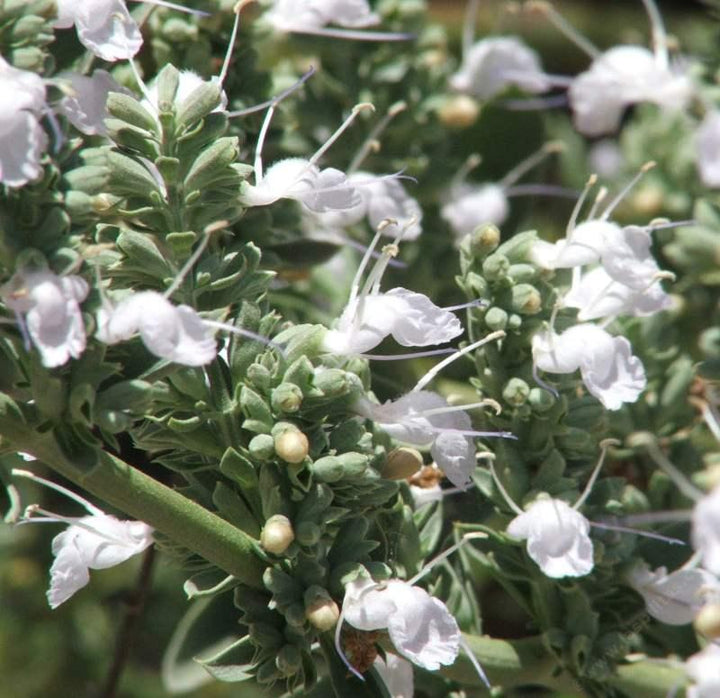 White Sage Seeds for Planting – Organic, Heirloom, Non-GMO Flower & Herb Seeds