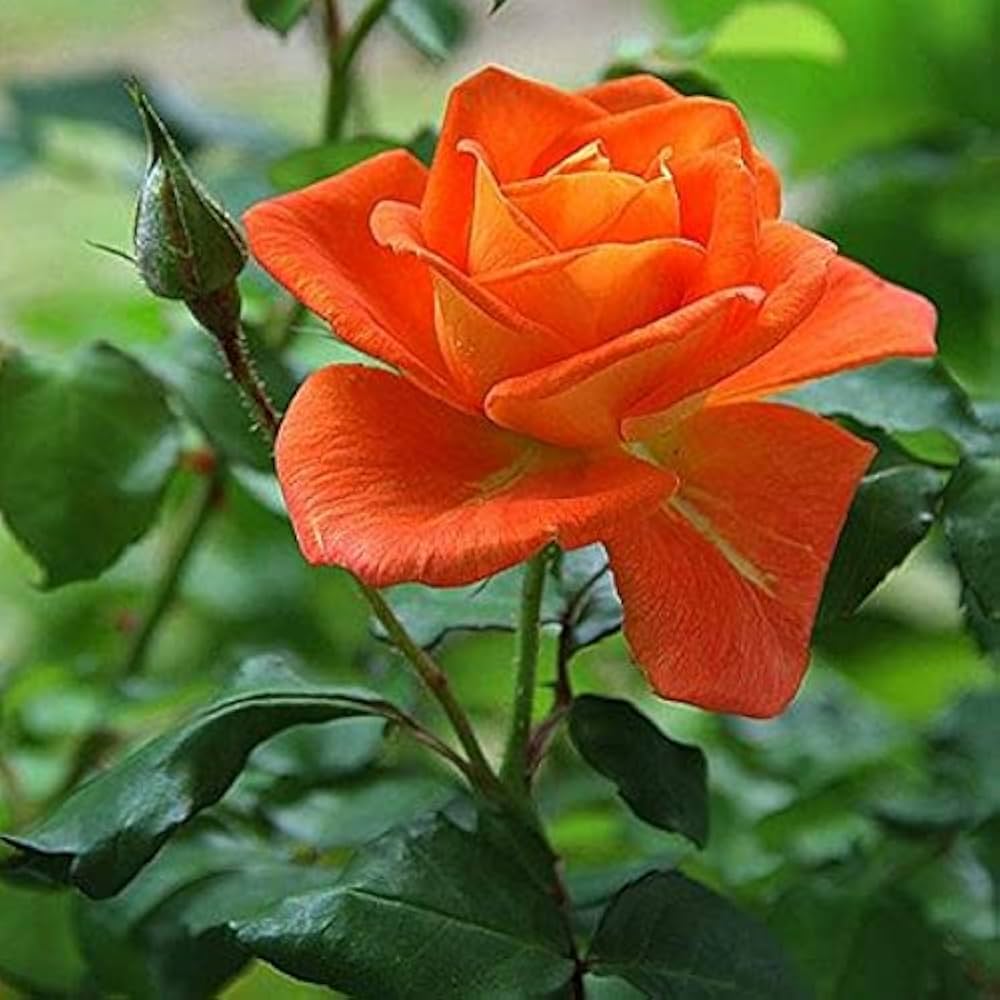 Red Orange Rose Plant Seeds for Planting Non-GMO Heirloom Garden Seeds for Growing Beautiful Flowers
