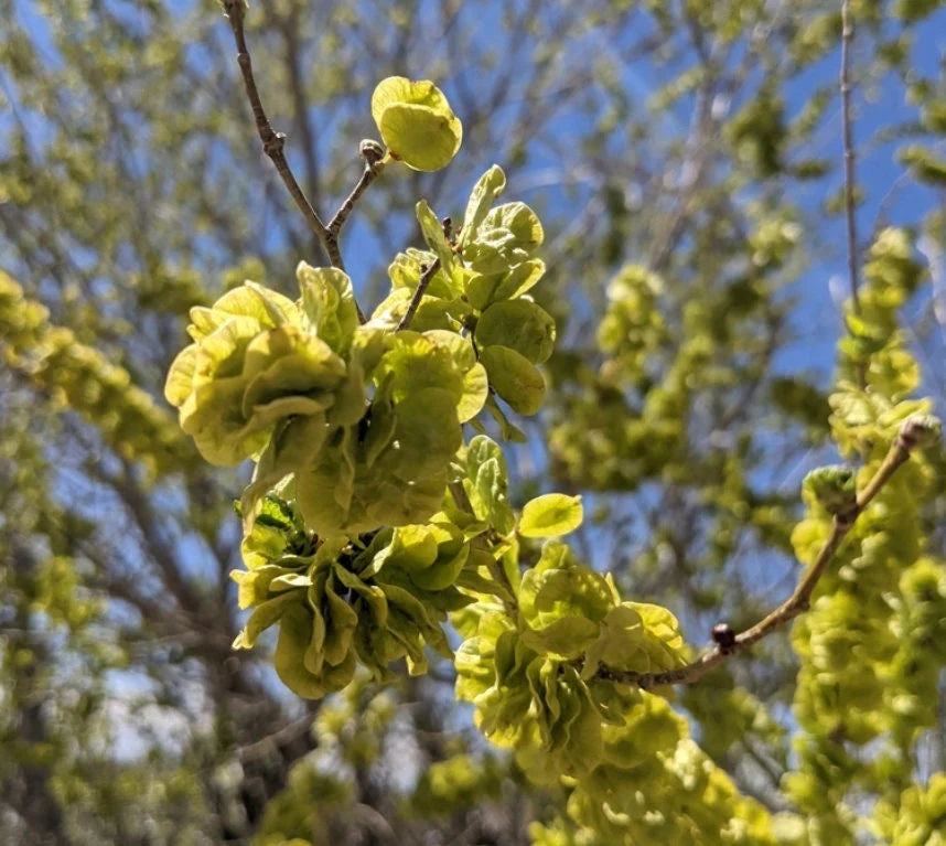 Dark Green Elm Plant Seeds for Planting – Heirloom, Non-GMO, High Germination Organic Garden Seeds