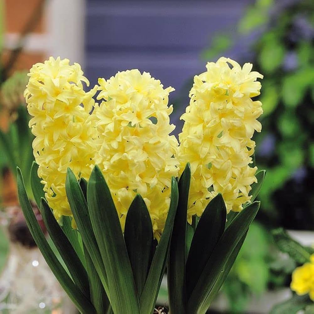 Yellow Hyacinthus Orientalis Flower Seeds for Planting – Heirloom, Non-GMO, High Germination Organic Garden Seeds