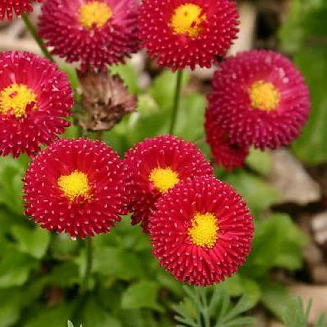 Bellis Red Yellow Seeds for Planting – Organic, Heirloom, Non-GMO Flower Seeds