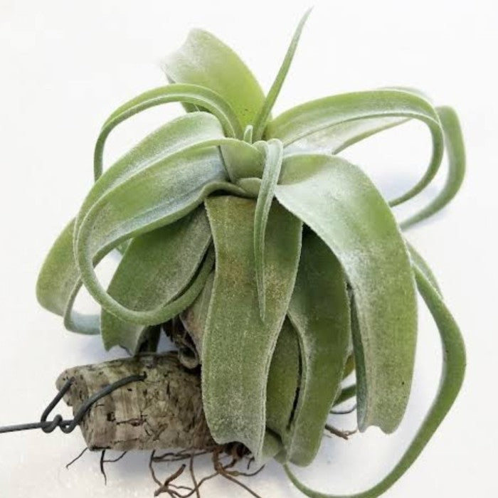 tillandsia air plant seeds Heirloom Non-GMO Green Tillandsia Streptophylla Seeds – High Germinati – Neeraseeds