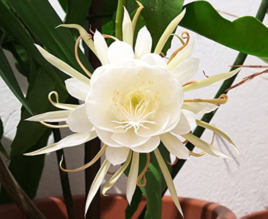 Epiphyllum Oxypetalum Flower Seeds for Planting – Heirloom, Non-GMO, High Germination Organic Garden Seeds