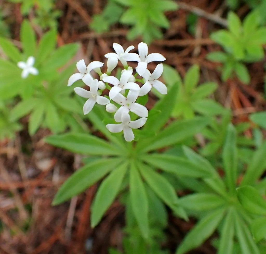 Sweet Woodruff Flower Seeds for Planting – Heirloom, Non-GMO, High Germination Organic Garden Seeds for Fragrant Blooms