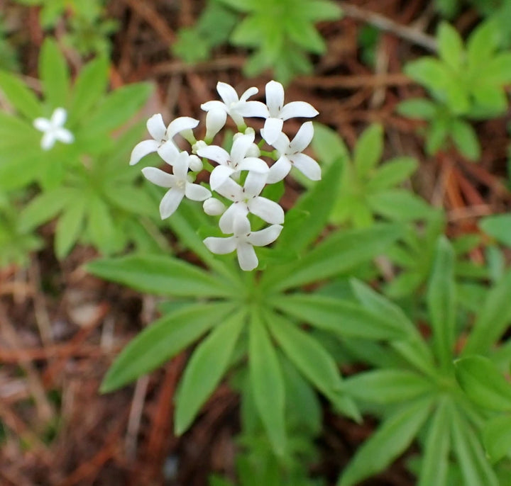 Sweet Woodruff Flower Seeds for Planting – Heirloom, Non-GMO, High Germination Organic Garden Seeds for Fragrant Blooms