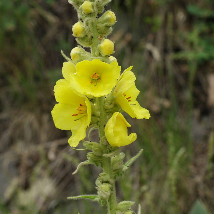 Yellow Mullein Flower Seeds for Planting – Heirloom, Non-GMO, High Germination Garden Seeds