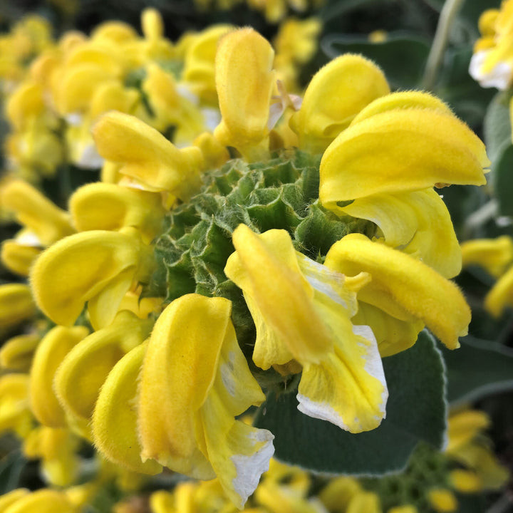 Yellow Jerusalem Sage Flower Seeds for Planting – Heirloom & Non-GMO Garden Blooms