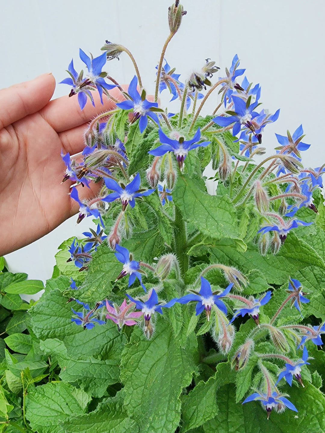Dark Blue Borago Flower Seeds for Planting – Heirloom, Non-GMO, High Germination, Organic Garden Seeds