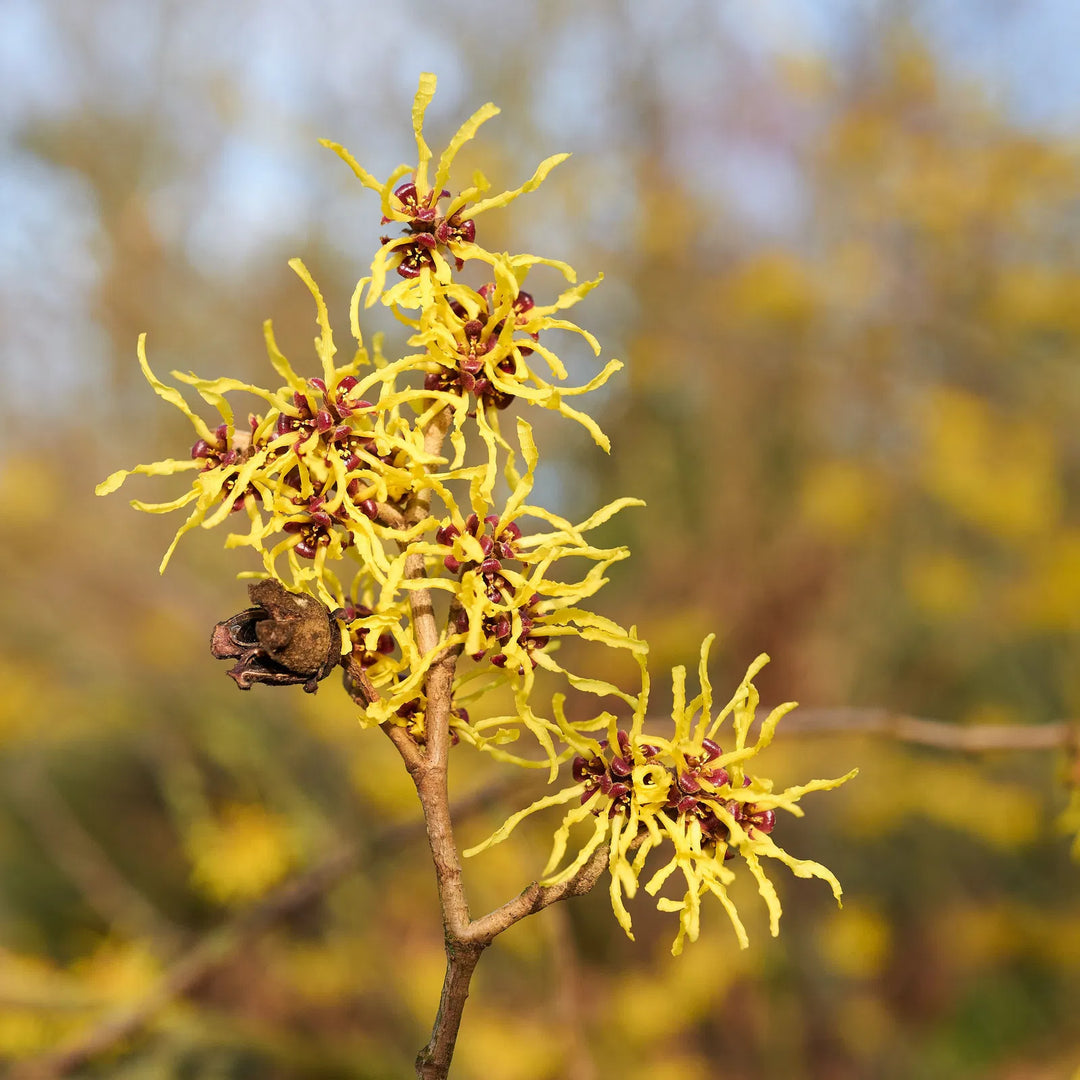 Zaubernuss Hamamelis Flower Seeds for Planting – Heirloom, Non-GMO, High Germination Organic Garden Seeds